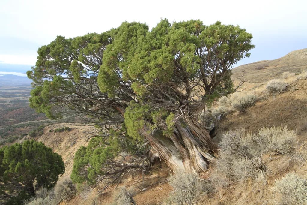 Whispers of the Ancient Grove: A Timeless Embrace of Nature's Resilience
