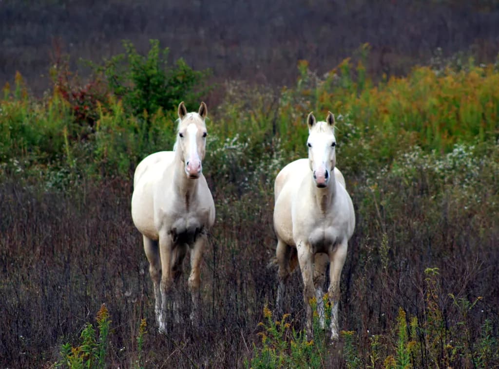 Whispers of the White Stallions: A Serene Encounter in Nature's Embrace