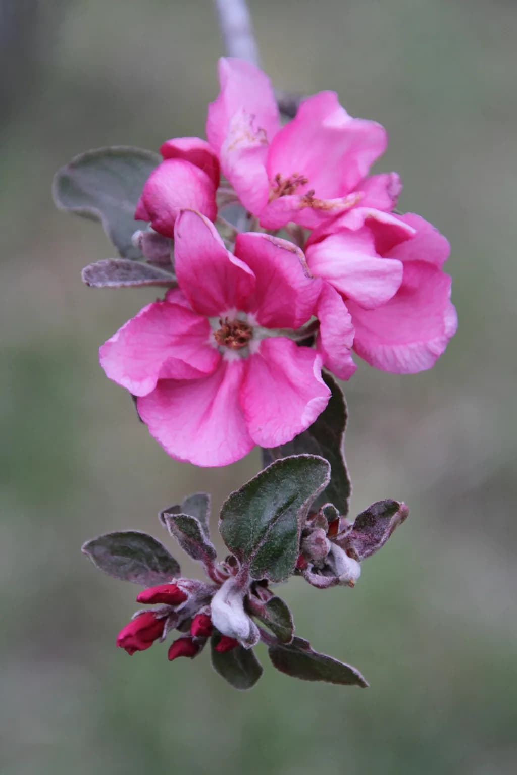 Whispers of Spring: A Delicate Dance of Pink Blossoms and Hidden Secrets