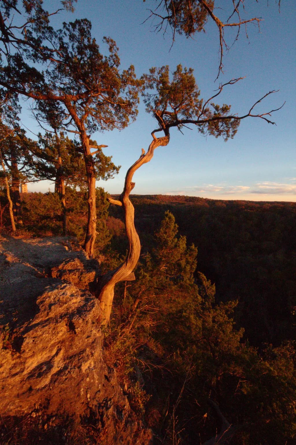 Whispers of Twilight: The Enigmatic Dance of Nature's Embrace