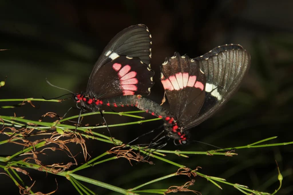 Whispers of the Night: A Dance of Enigmatic Butterflies