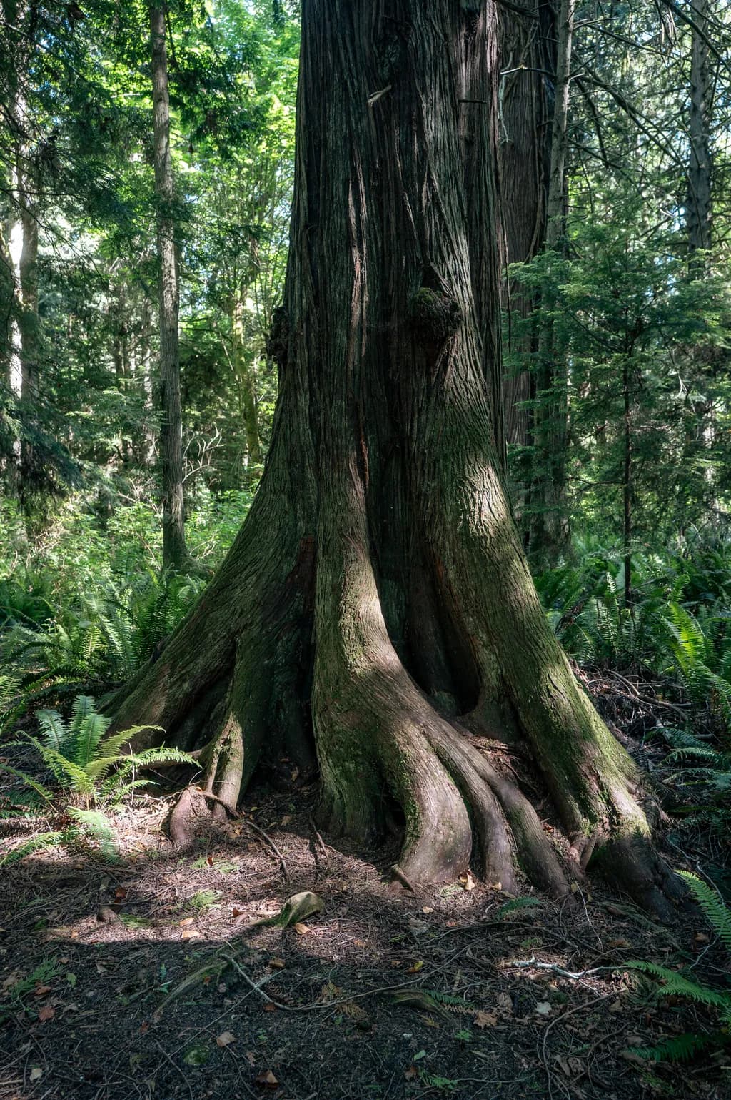 Ancient Trunk Roots