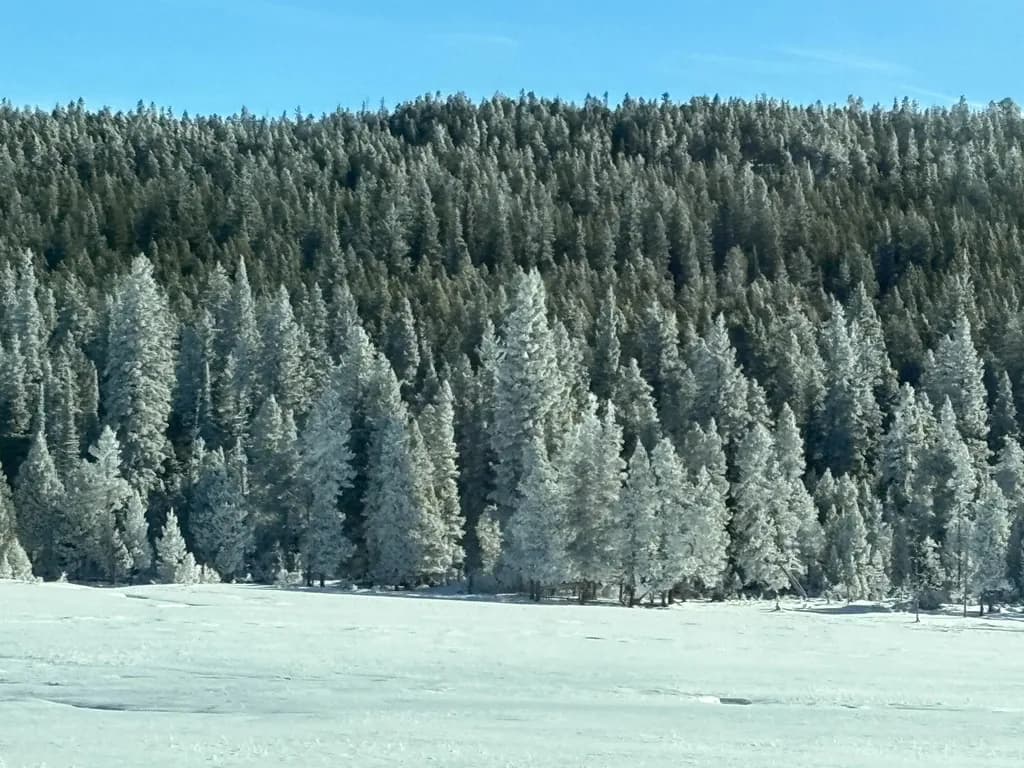 Frosted Pines