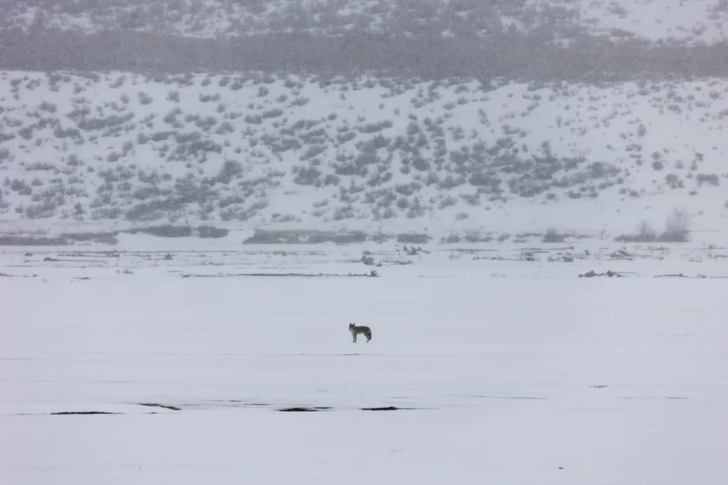 Solitary Coyote