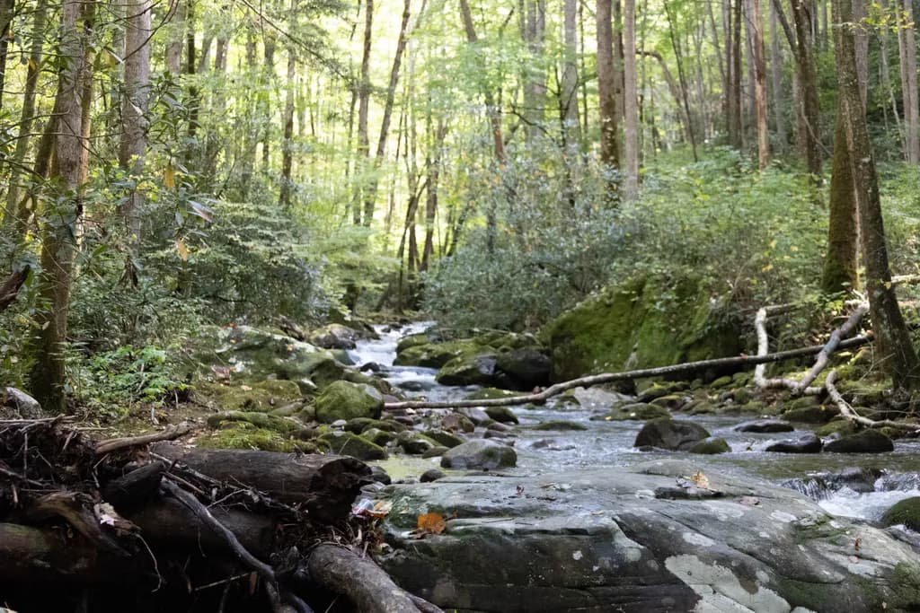 Roaring Fork Stream