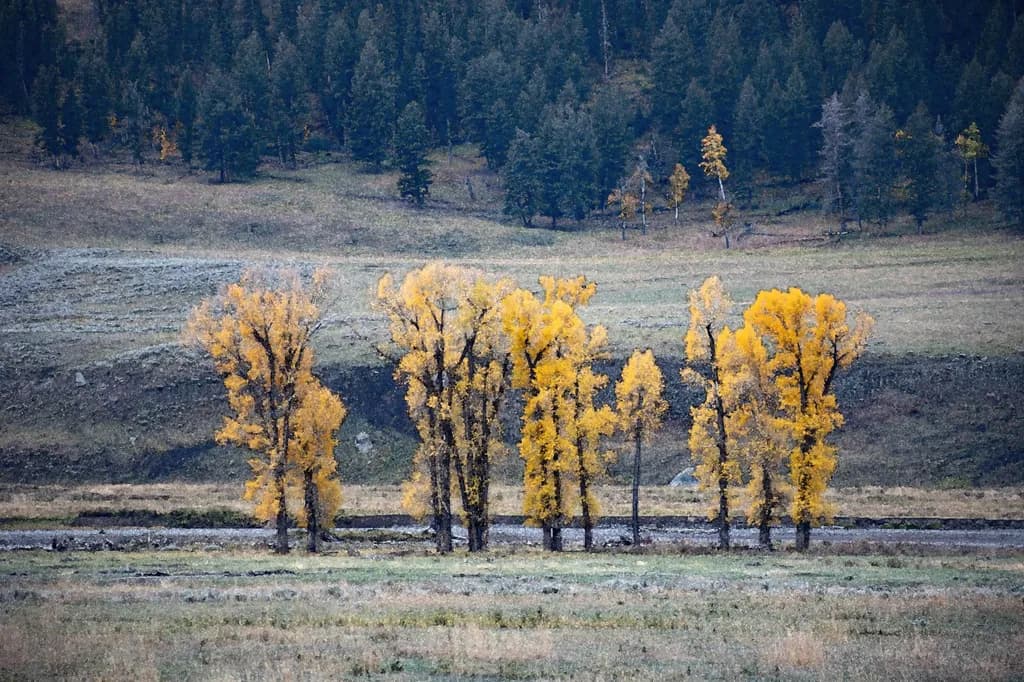 Stand of Aspens