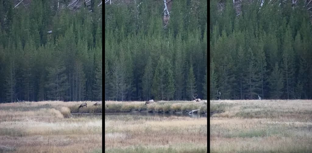 Forest Meadow Grazing