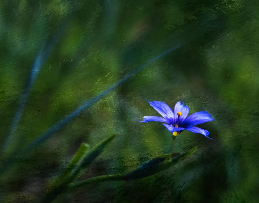 Blue-eyed Grass