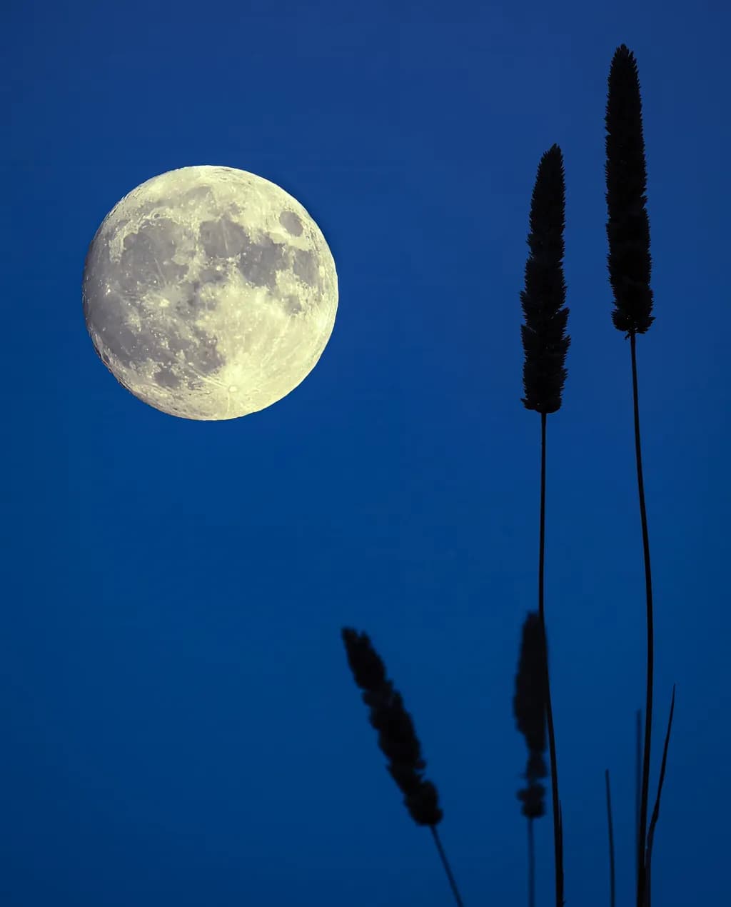 Super Blue Moon