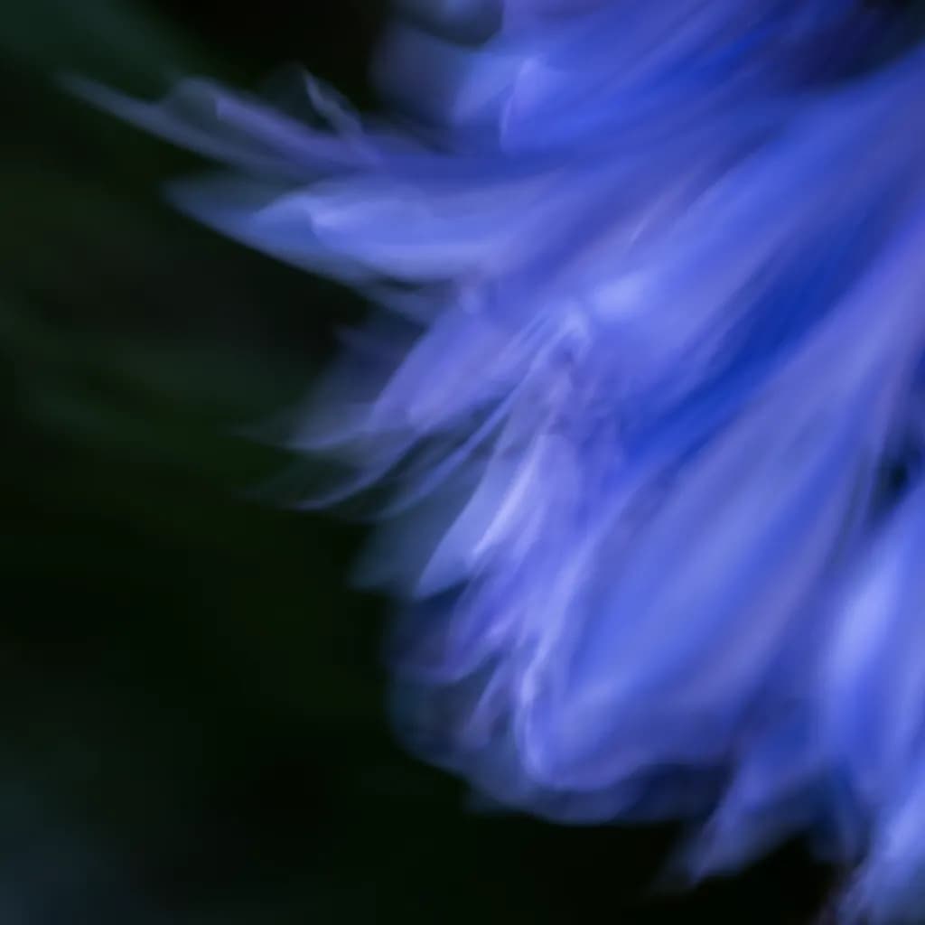 Dancing Petals