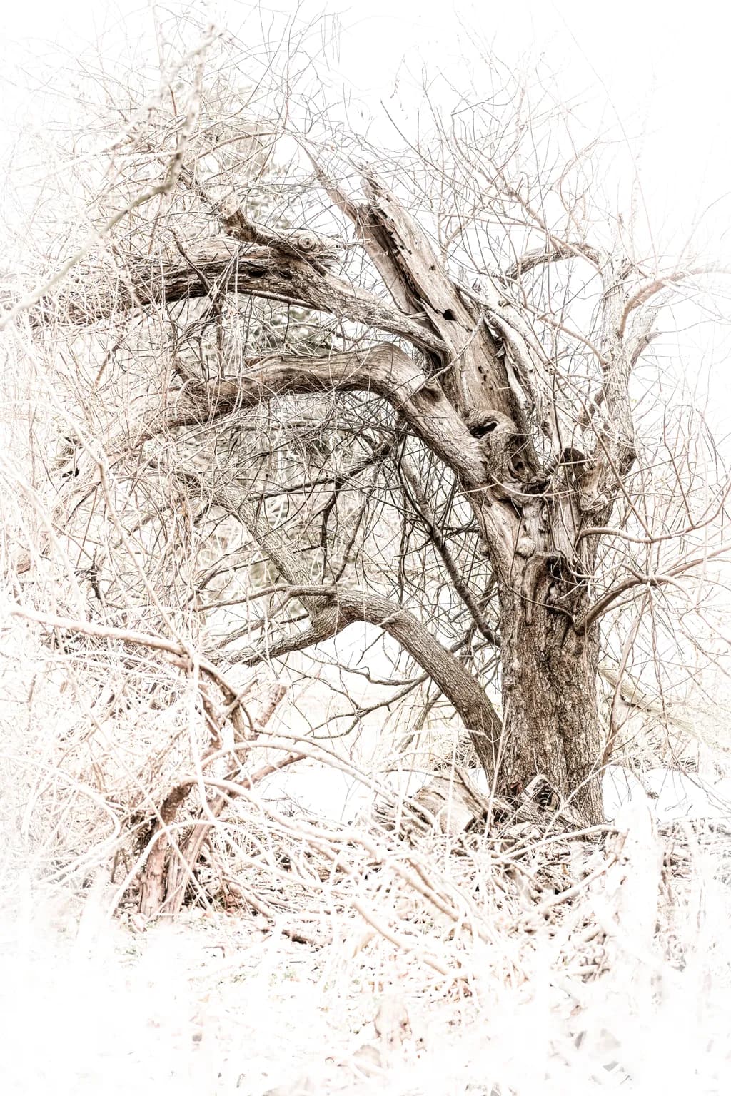 Gnarled Beauty
