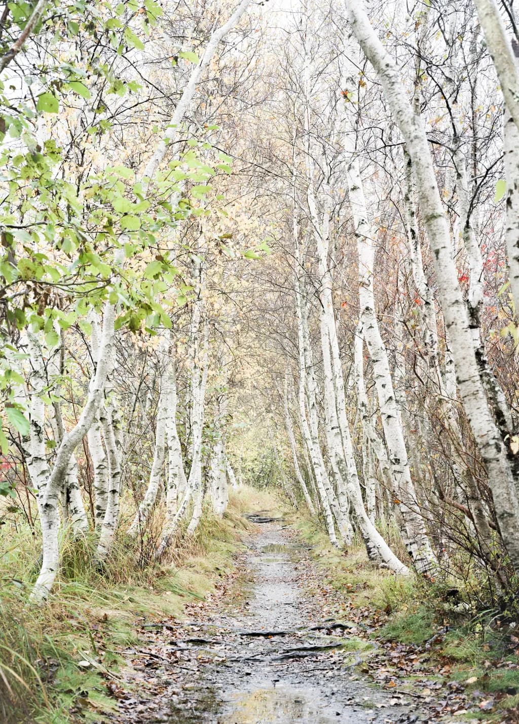 White Wood