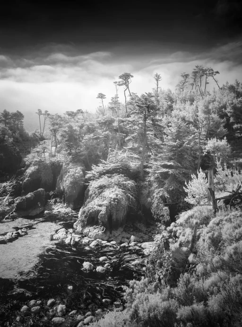 Point Lobos Seal Beach