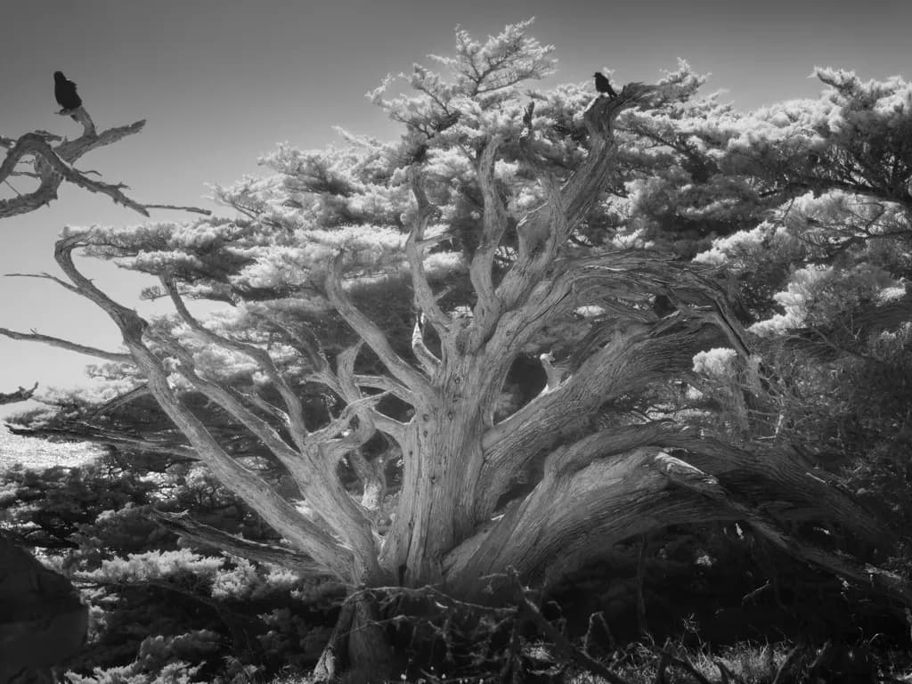 Point Lobos Old and New