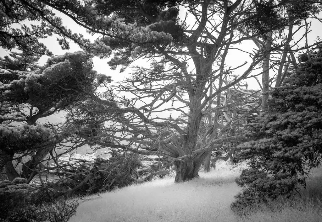 Point Lobos Meadow