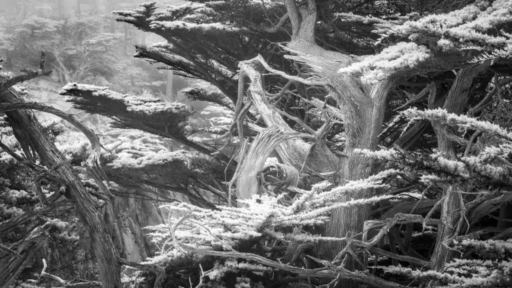 Monterey Cypress