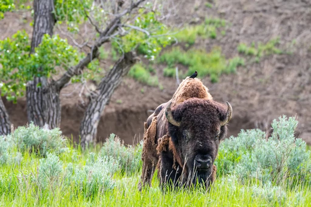 Bison Moving Through The Sage