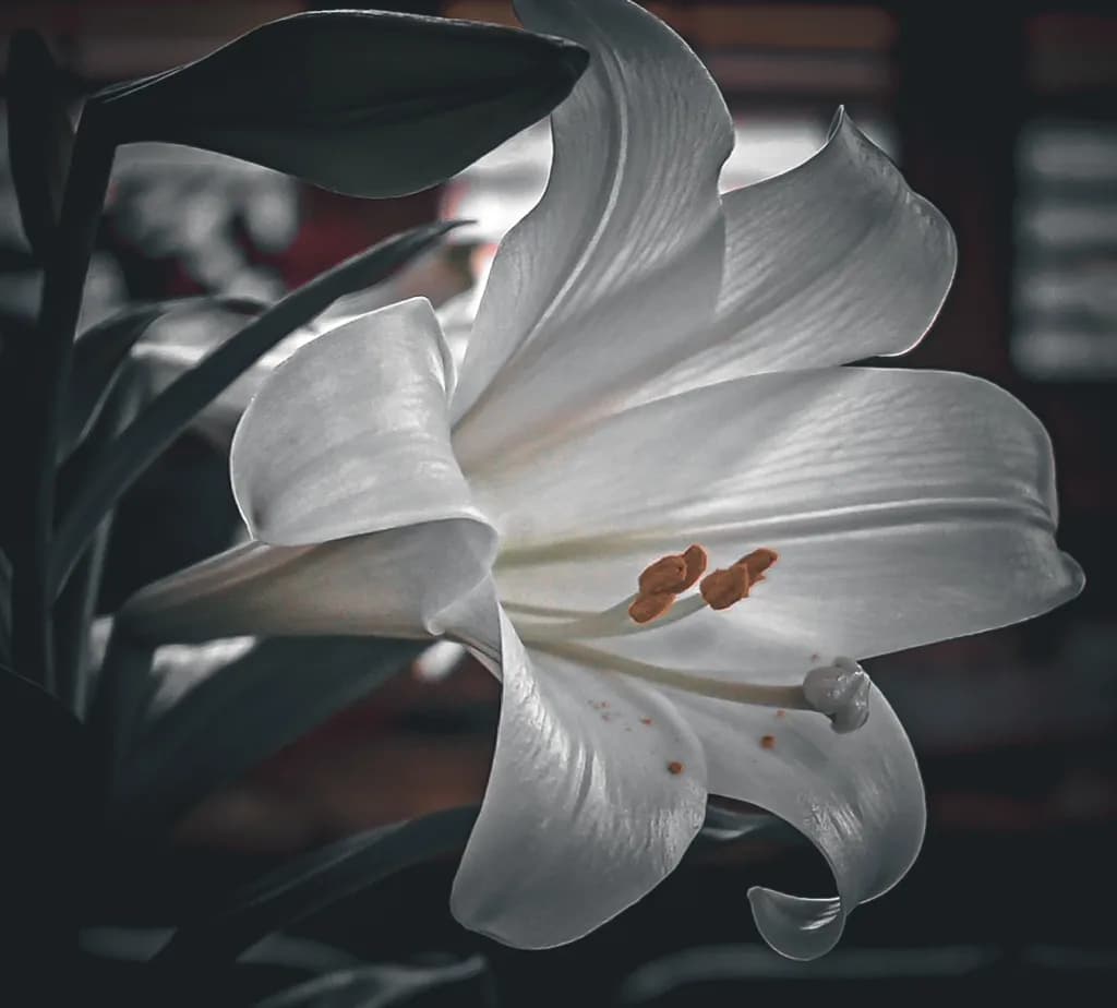 White Lily Close-Up