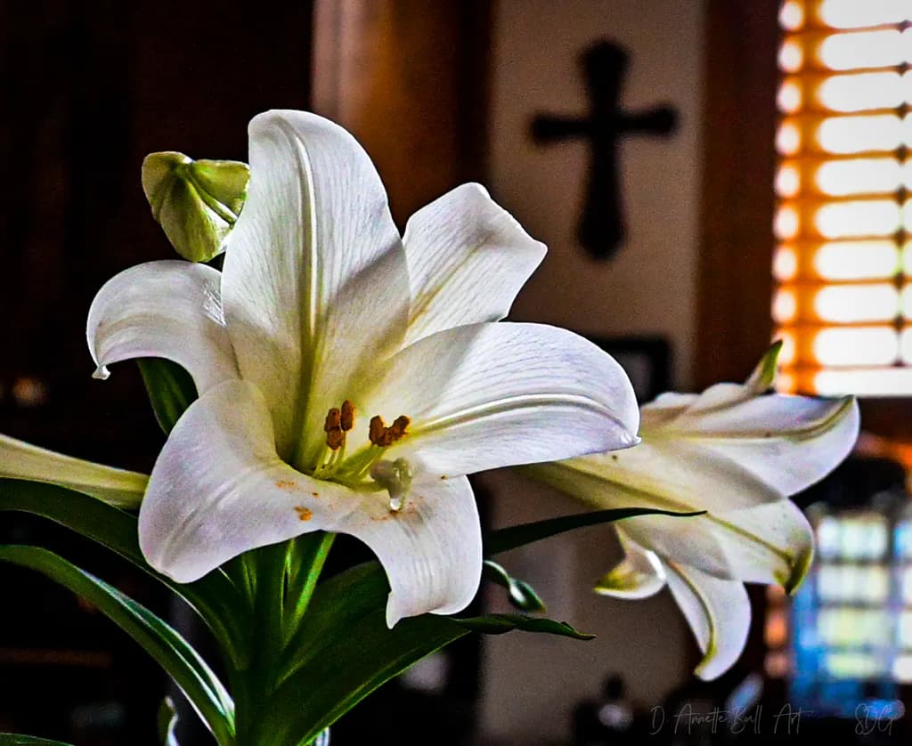 Mercy's Light