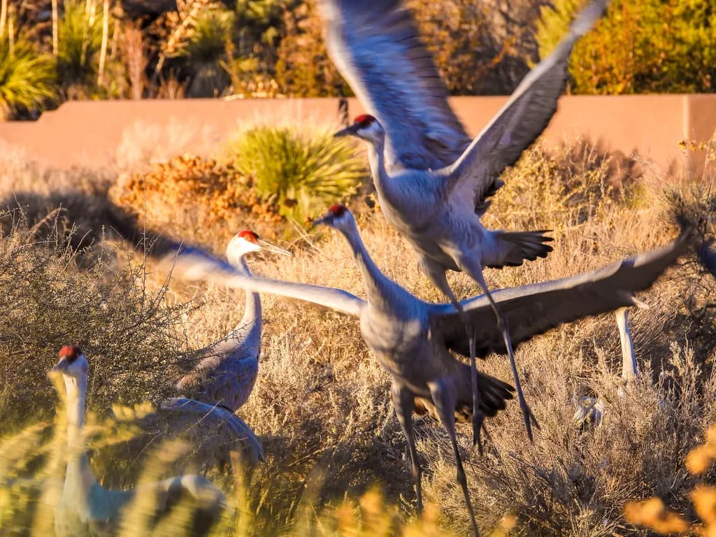 Sandhill Cranes in Flight