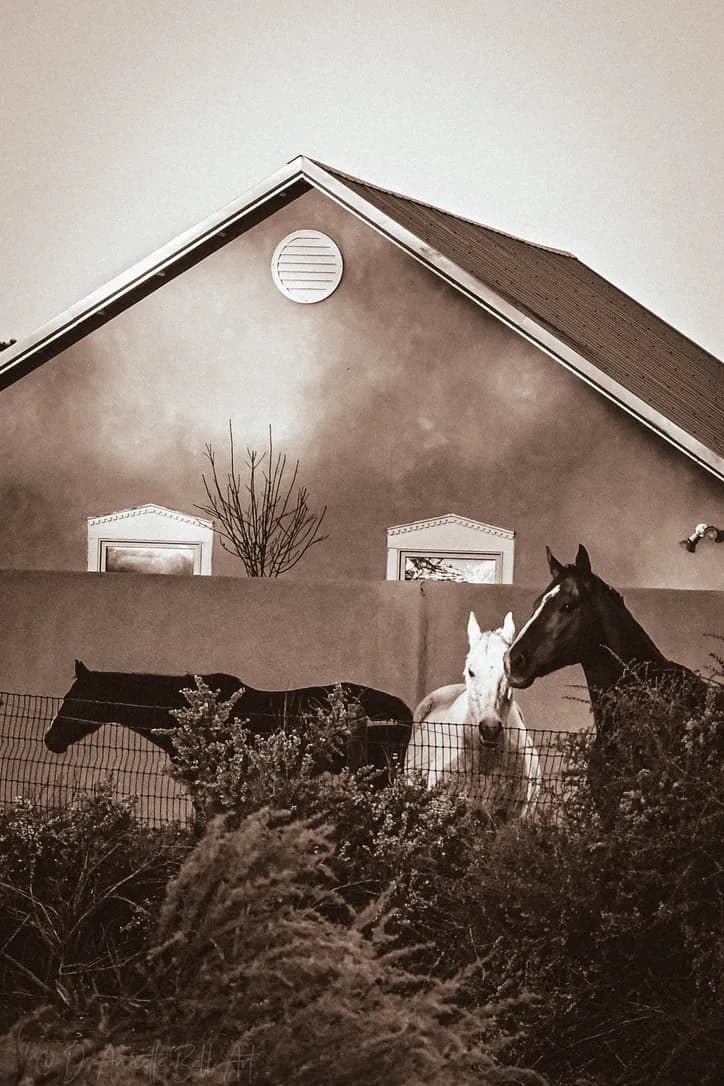 Horses at Dusk