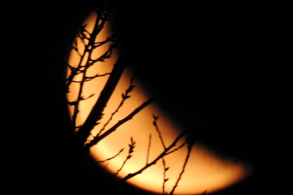 Moonlit Silhouette