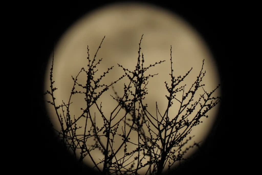 Moonlit Branches