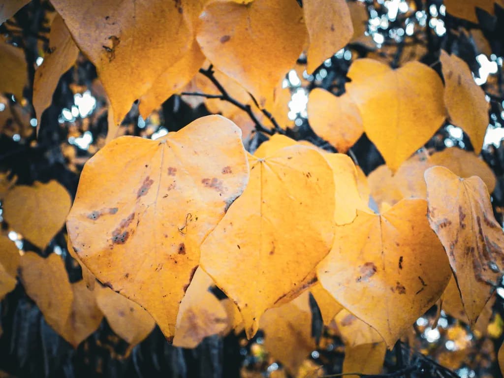 Hearts of Gold