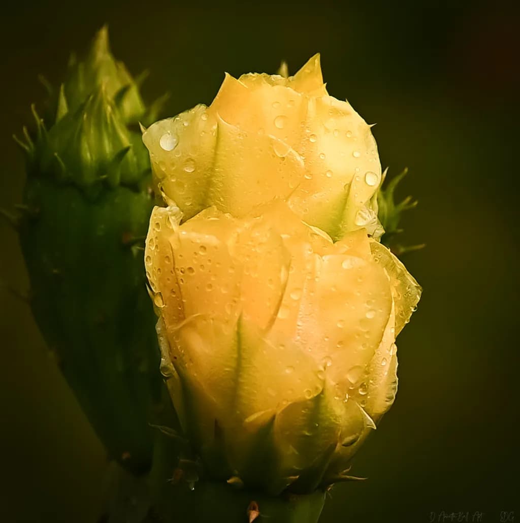 Desert Rain