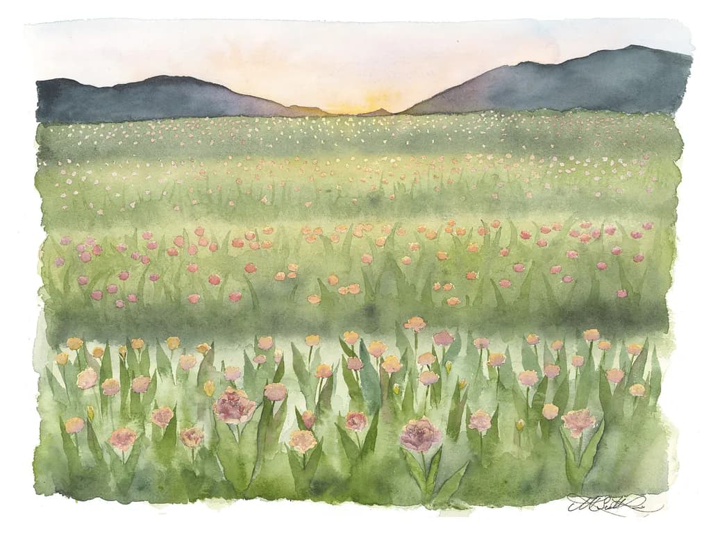 Tulips at Sunset