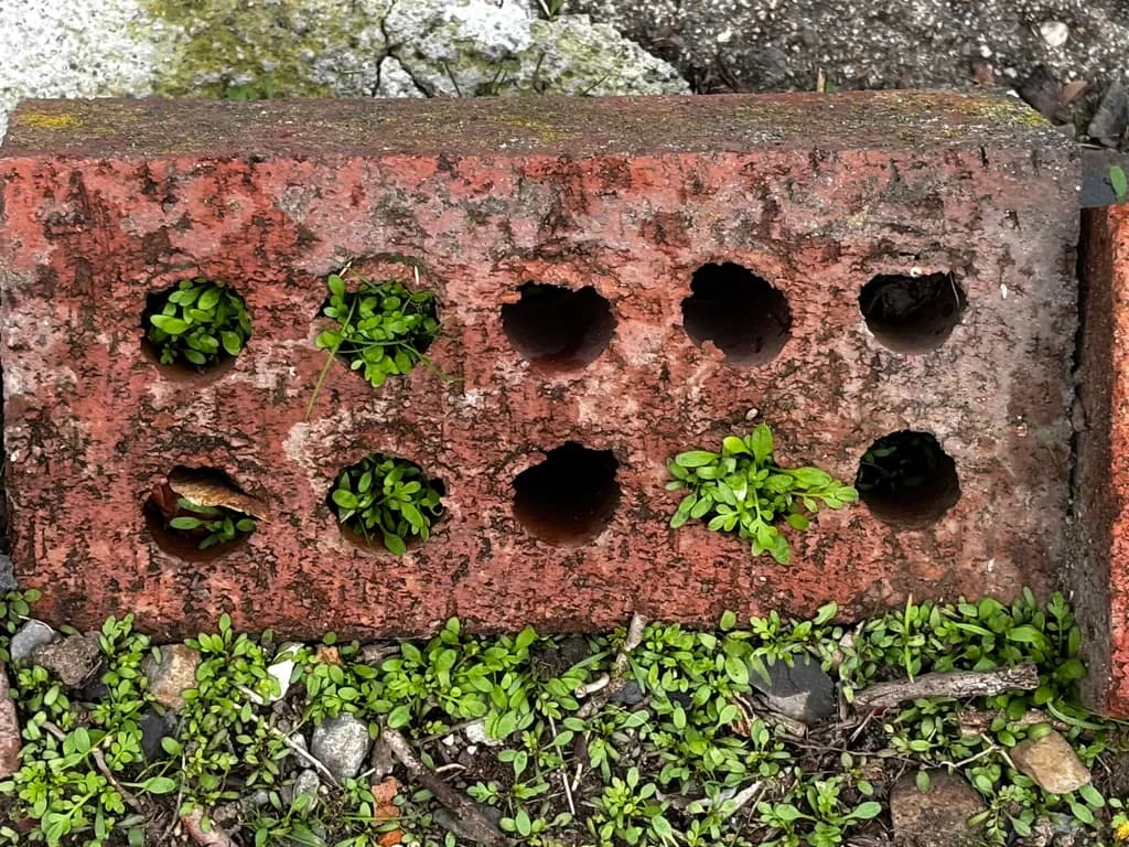 Brick Garden Growth