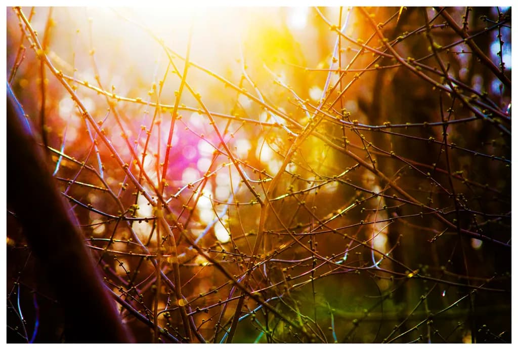 Golden Thicket
