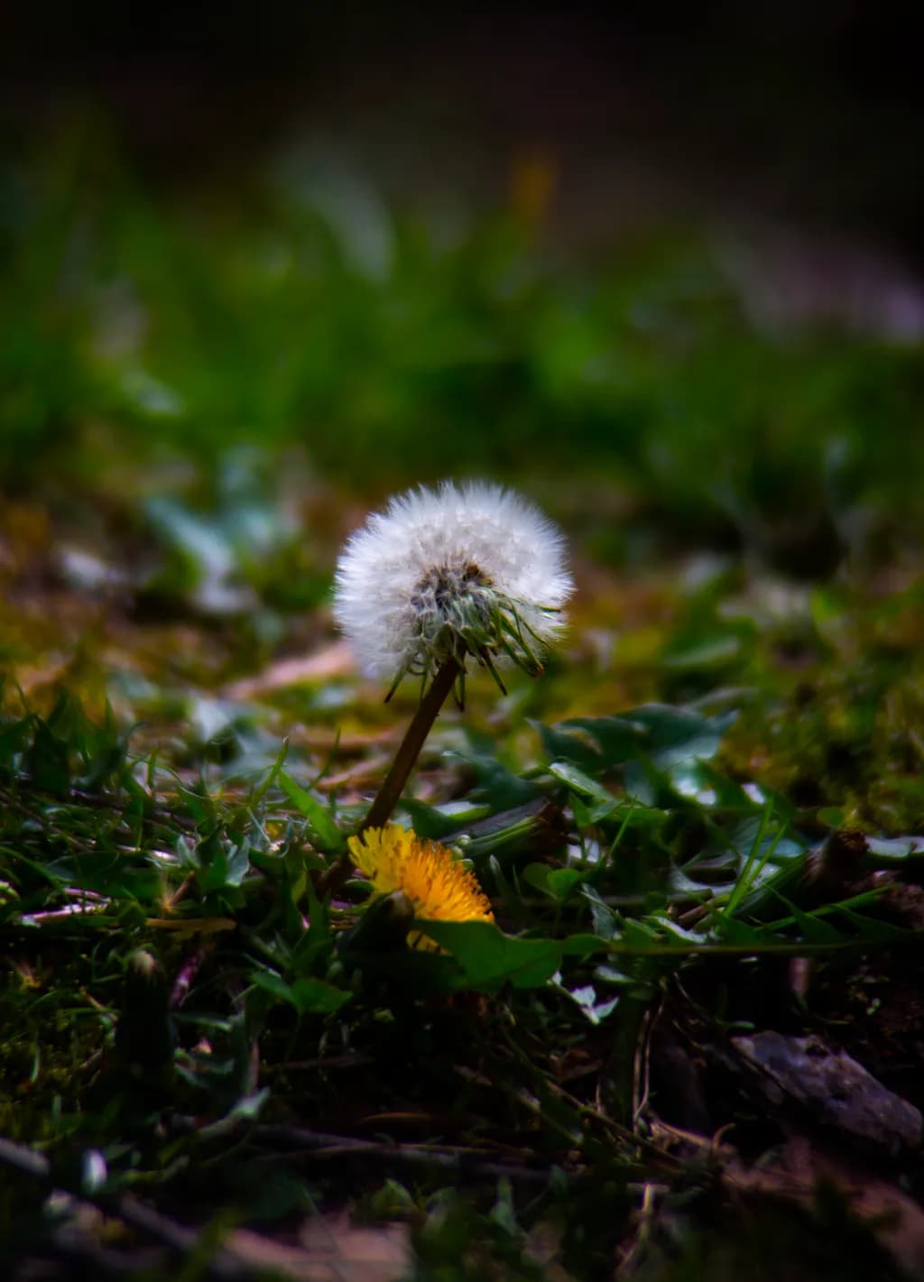 Dandelion Glow