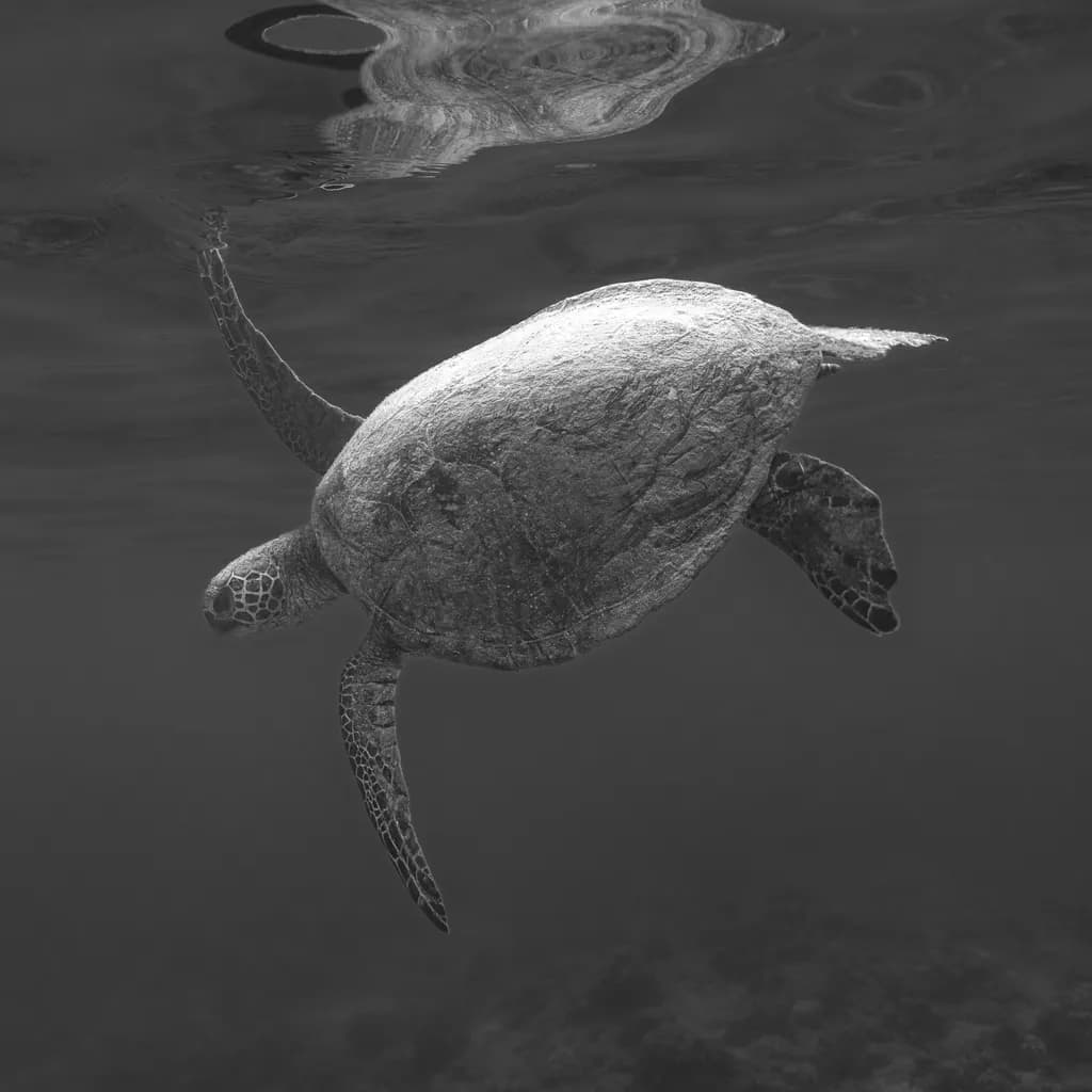 Serene Journey: A Black and White Exploration of a Sea Turtle's Graceful Swim