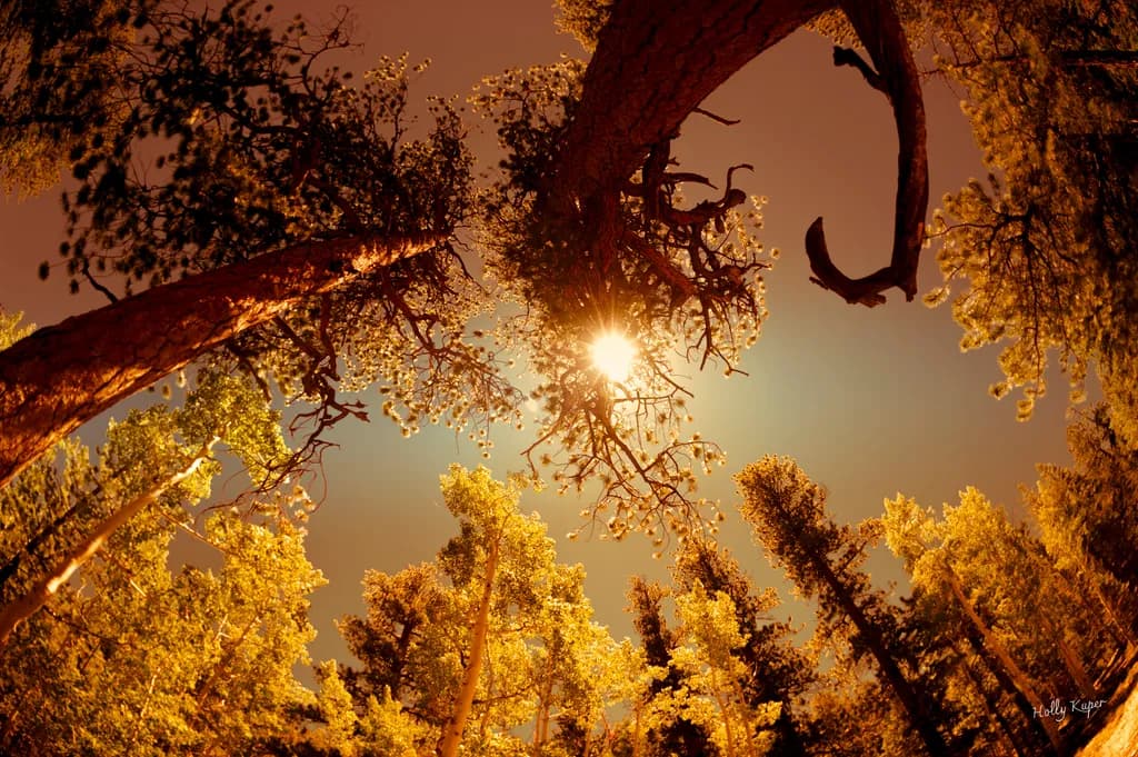 Forest Glow