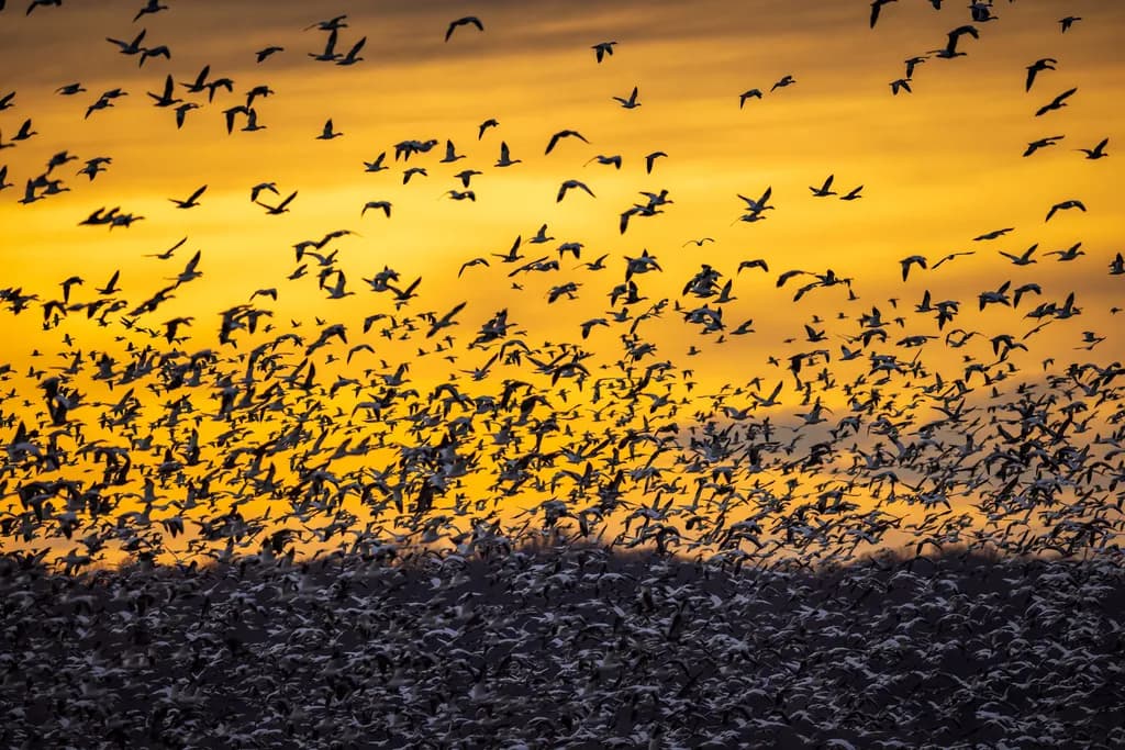Amber Flight