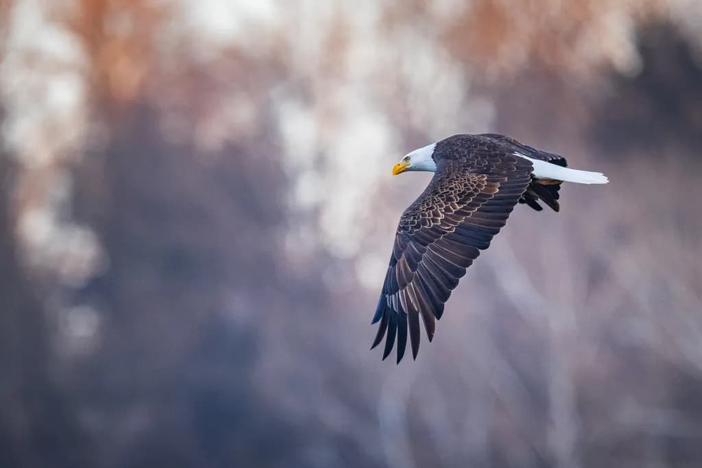 Silent Glide
