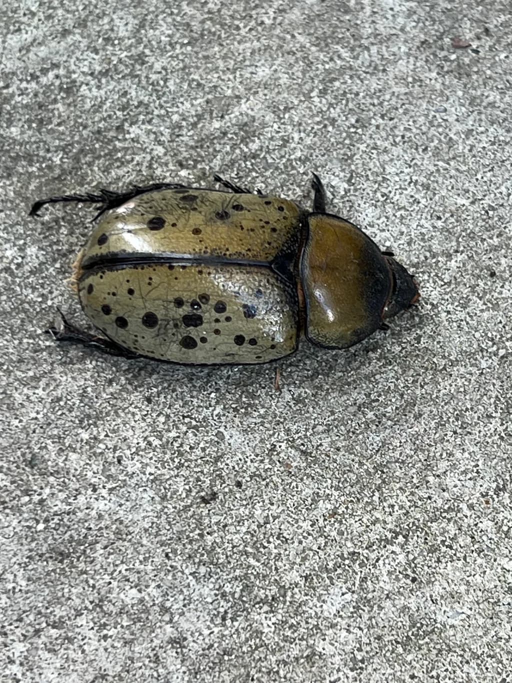 Olive-Spotted Beetle