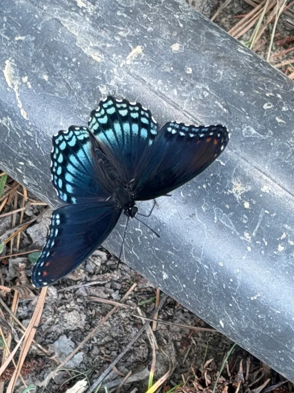 Blue Cascade Butterfly