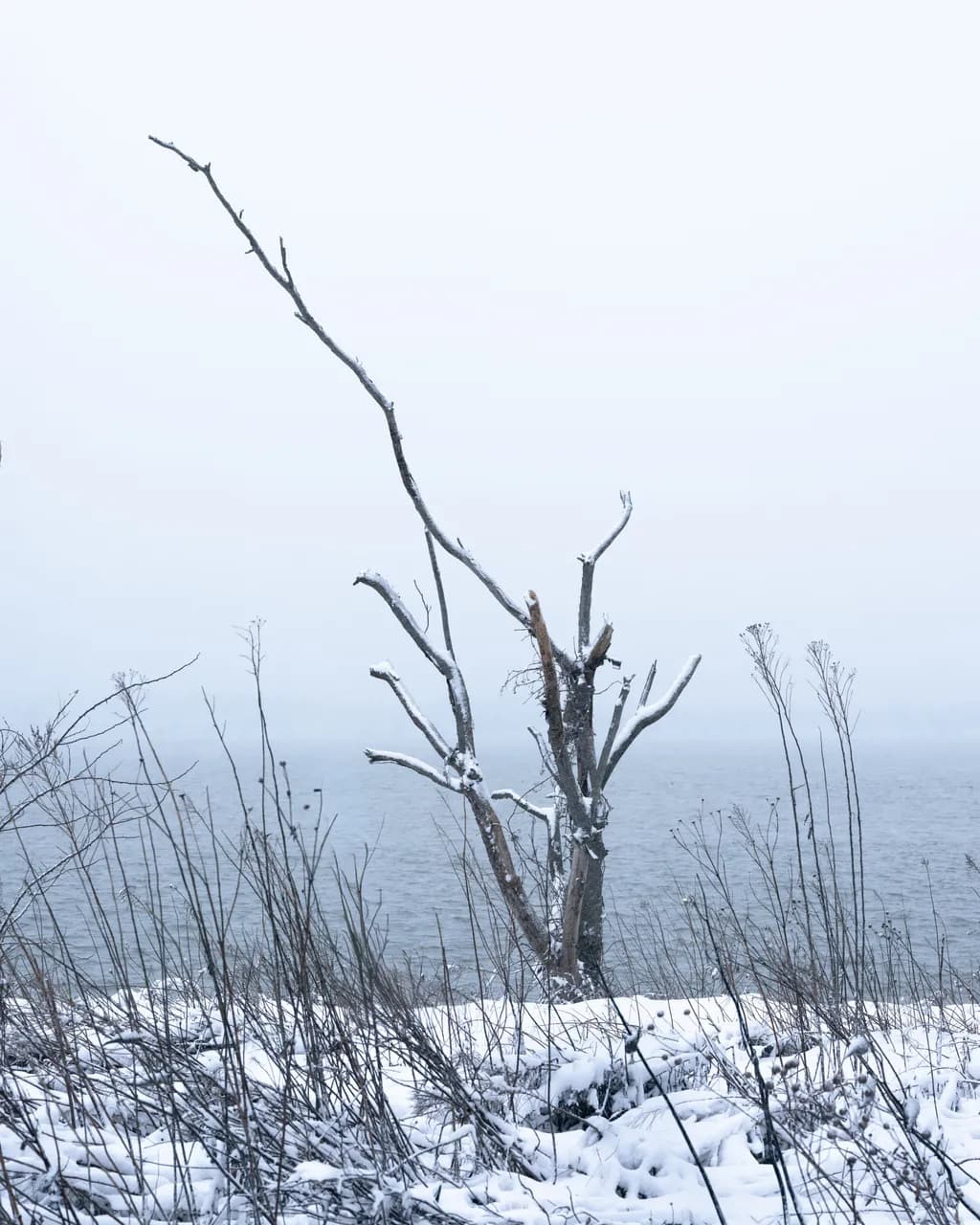 Winter's Edge - Weathered Witness