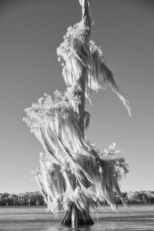 Mossy Sentinel