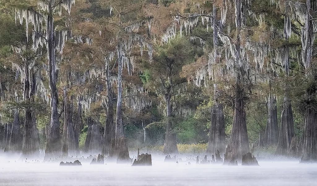 Misty Cypress Reflections