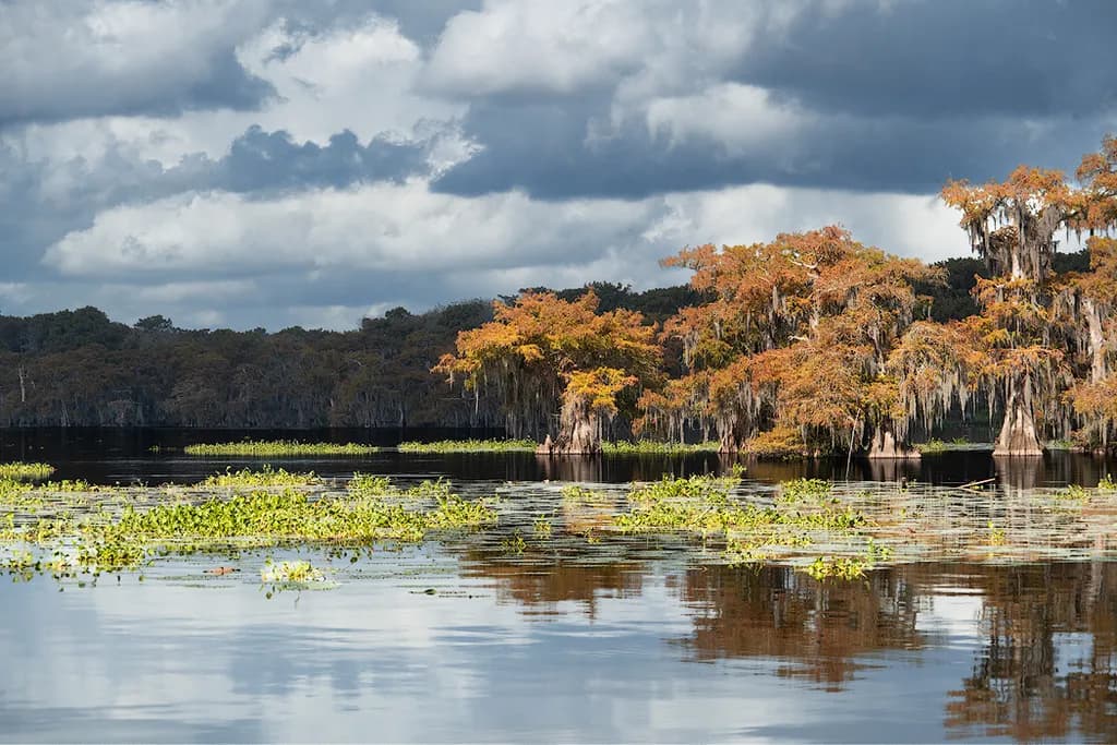 Cypress Reflections