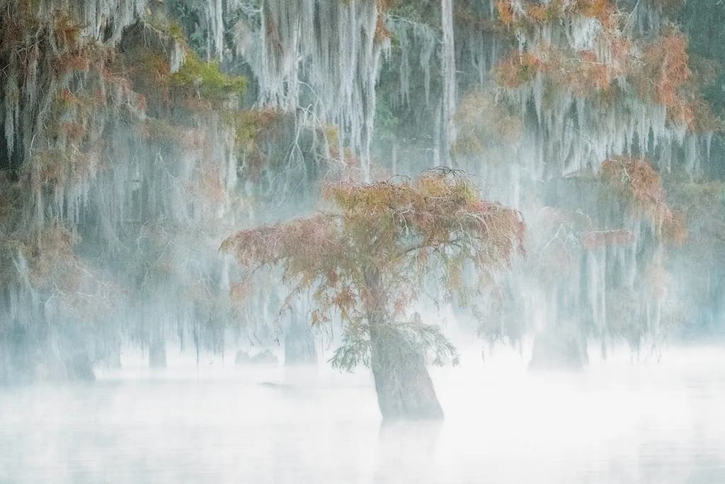 Misty Cypress Reflections