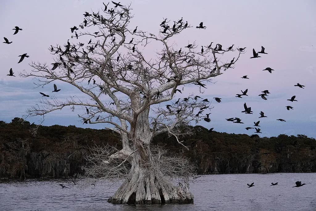Twilight Flight
