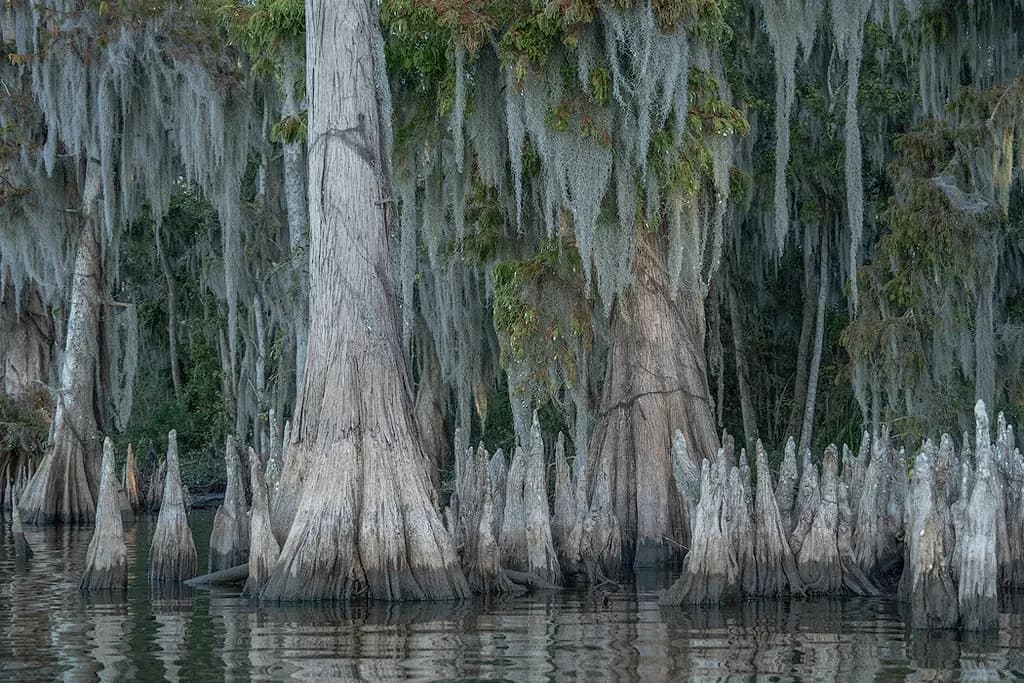 Cypress Reflections