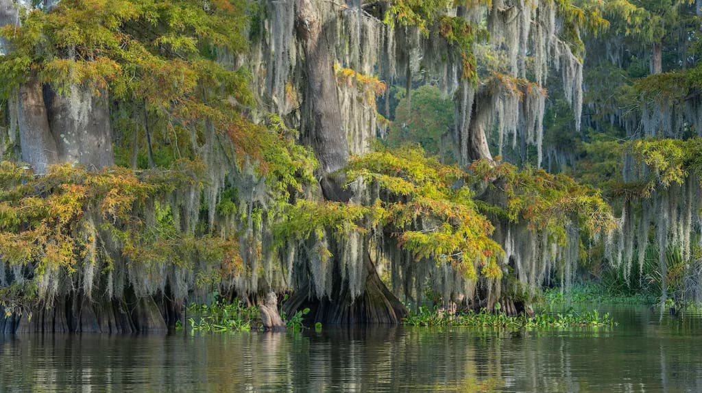 Cypress Reflections