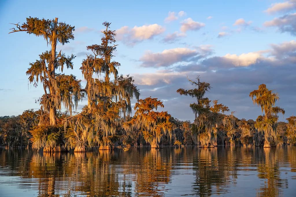 Swamp Reflections