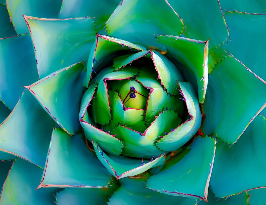Spiral Succulent Geometry