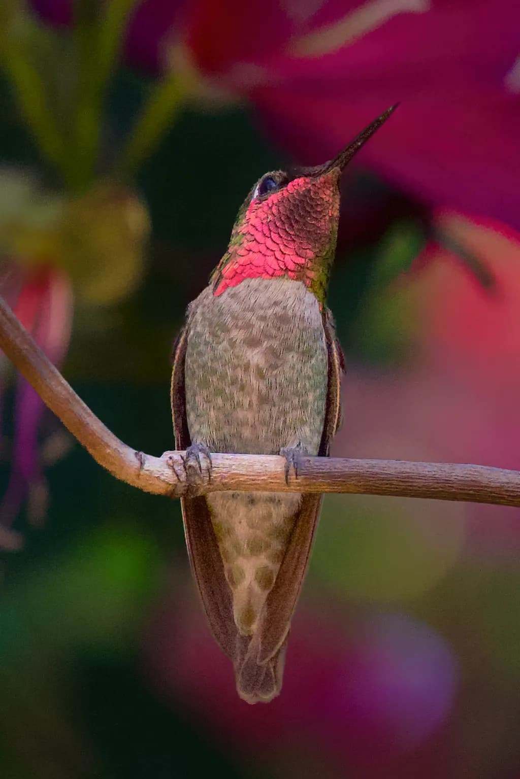 Ruby Throat